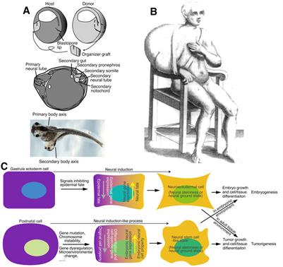 Neural induction drives body axis formation during embryogenesis, but a neural induction-like process drives tumorigenesis in postnatal animals